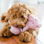 ZippyPaws Peluche Cheeky Chumz Pig - Imagen 2