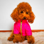 Wuffings Casaca Cortavientos Rosado