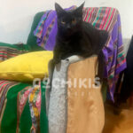 Protector de Sofá con Rascador para gatos - Imagen 3