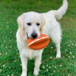 Nylabone Power Play Football M - Imagen 2