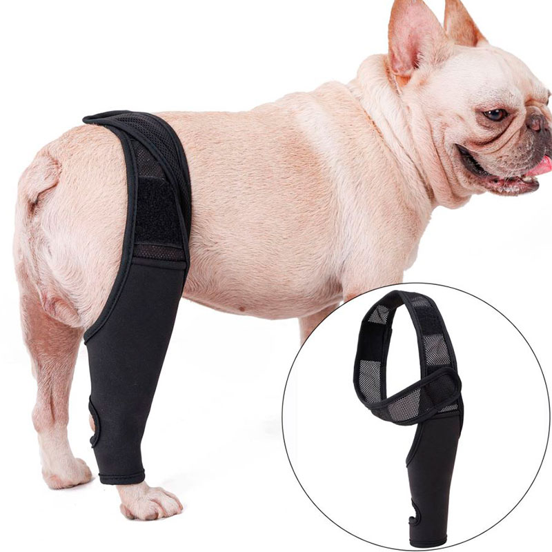 Productos ortopédicos on sale para perros