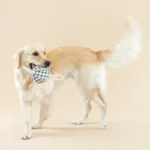 Fringe Juguete Pulling You In Painted Gingham