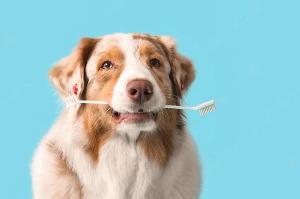 cada-cuanto-debo-hacerle-una-limpieza-dental-a-mi-perro