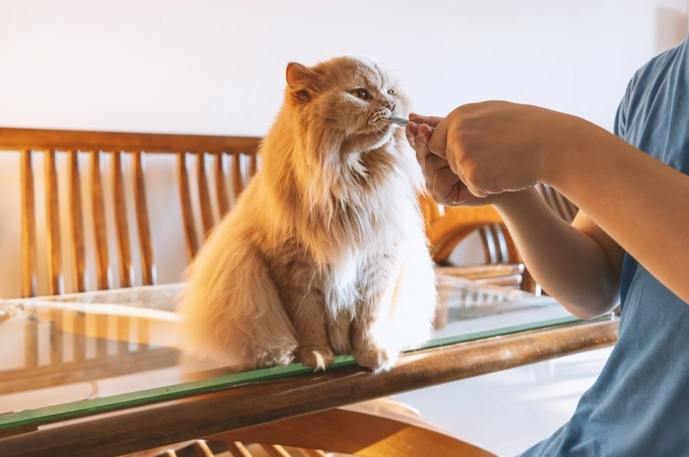 Pet shop en Perú: encuentra los mejores snacks naturales para mascotas
