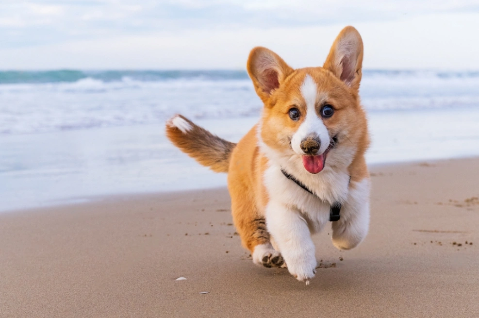 Tu mascota más feliz con estos tips