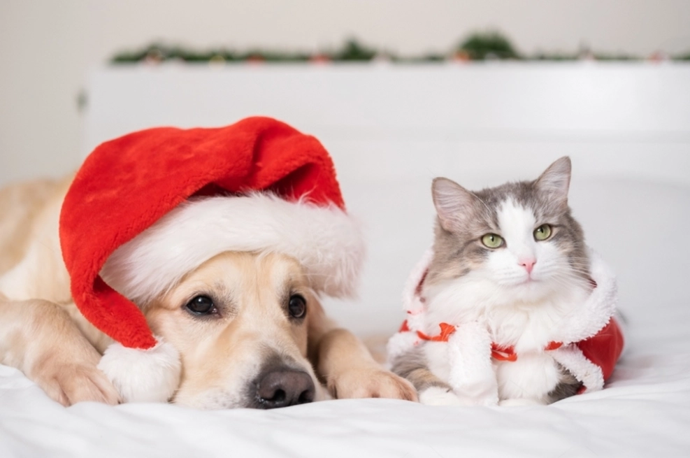 Cómo proteger a tu mascota del estrés Navideño: Consejos para una temporada segura