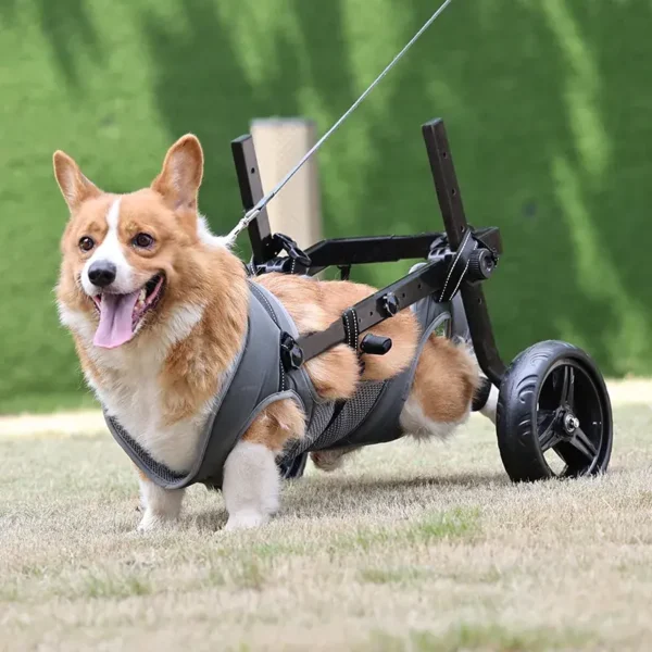 Silla de Ruedas para Perros Medianos